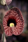 Aristolochiaceae - podražcovité
